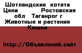 Шотландские  котята › Цена ­ 2 500 - Ростовская обл., Таганрог г. Животные и растения » Кошки   